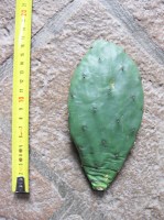 Opuntia humifusa (n.1 pala) 5-20 cm, cactus, pianta grassa winter hard, resistente fino a -20°C