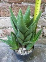 Aloe mitriformis caespitosa 15 cm, cactus, pianta grassa