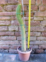 Trichocereus huascha 50 cm, cactus, pianta grassa