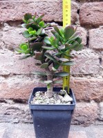 Crassula portulacea 20 cm, cactus, pianta grassa