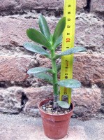 Crassula portulacea 10 cm, cactus, pianta grassa