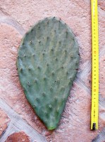 Opuntia engelmanni (n.1 pala) 15-25 cm, cactus, pianta grassa winter hard, resistente fino a -20°C