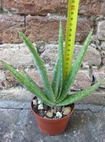 Aloe vera var. chinensis 20 cm, cactus, pianta grassa