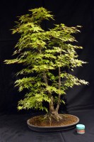 Acero palmato, Acer palmatum 100 cm, bonsai giapponese