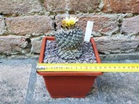 Copiapoa umilis 6 cm, cactus, pianta grassa