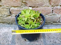 Haworthia turgida caespitosa 12 cm, cactus, pianta grassa
