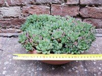 Haworthia cymbiformis caespitosa 30 cm, cactus, pianta grassa
