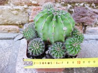 Echinopsis oxygona caespitosa hybrid. fiore rosa 10 cm, cactus, pianta grassa