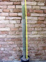 Pilosocereus chrysacanthus 100 cm, cactus, pianta grassa