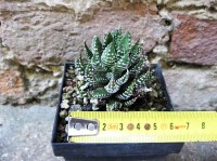 Haworthia reinwardtii 4 cm, cactus, pianta grassa