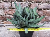 Gasteria duval 25 cm, cactus, pianta grassa