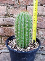 Trichocereus grandiflorus hybrid. spina corta fiore bianco 15 cm, cactus, pianta grassa