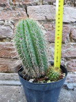 Trichocereus grandiflorus hybrid. ramificato spina corta fiore bianco 15 cm, cactus, pianta grassa