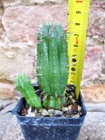 Euphorbia ferox caespitosa 8 cm, cactus, pianta grassa