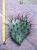 Opuntia phaeacantha var. major (n.1 pala) 15-25 cm, cactus, pianta grassa winter hard, resistente fino a -20°C
