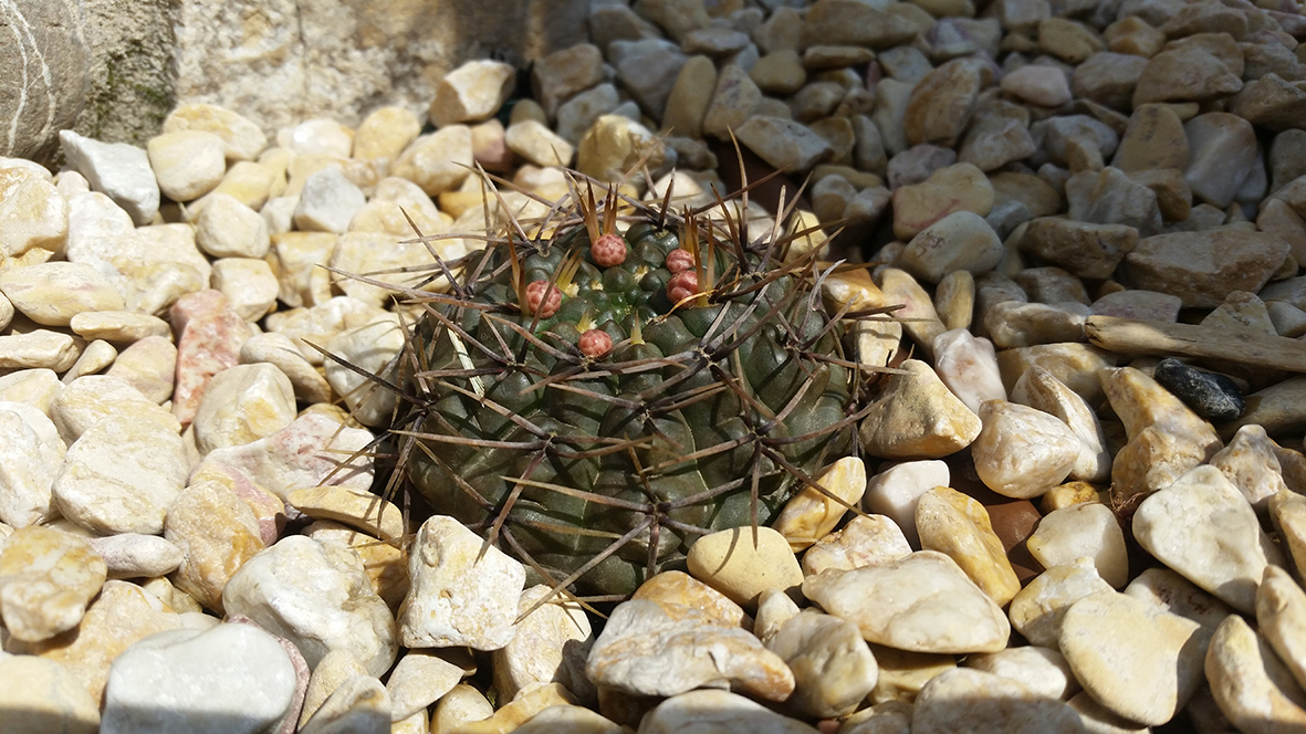 F146 Fioritura 2018 Gymnocalycium gibbosum