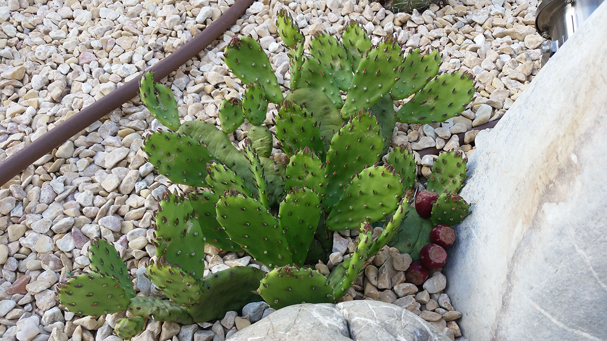 F166 Fioritura 2018 Opuntia humifusa