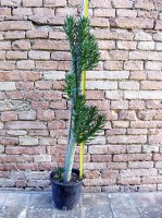 Austrocylindropuntia subulata ramificata 110 cm, cactus, pianta grassa