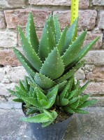 Aloe mitriformis caespitosa 25 cm, cactus, pianta grassa