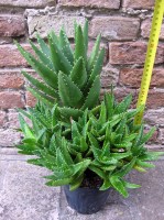 Aloe mitriformis caespitosa 35 cm, cactus, pianta grassa