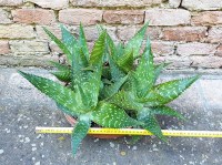 Aloe saponaria caespitosa 50 cm, cactus, pianta grassa