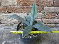 Agave americana var. americana 30 cm, cactus, pianta grassa winter hard, resistente fino a -5° C
