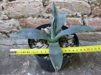 Agave americana var. americana 20 cm, cactus, pianta grassa winter hard, resistente fino a -5° C