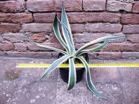 Agave americana var. marginata 50 cm, cactus, pianta grassa winter hard, resistente fino a 0° C