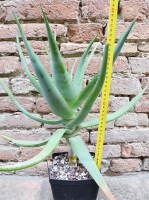 Aloe caesia 40 cm, cactus, pianta grassa