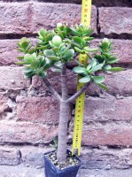 Crassula portulacea 30 cm, cactus, pianta grassa