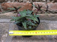 Scilla violacea 12 cm, cactus, pianta grassa