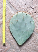 Opuntia tardospina (n.1 pala) 20-30 cm, cactus, pianta grassa winter hard, resistente fino a -20°C
