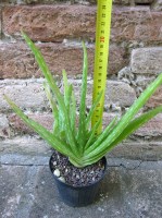 Aloe vera var. chinensis caespitosa 20 cm, cactus, pianta grassa