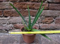 Aloe vera 30 cm, cactus, pianta grassa