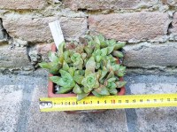 Haworthia cymbiformis caespitosa 12 cm, cactus, pianta grassa