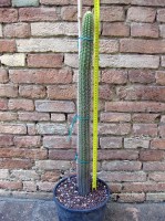 Trichocereus camarguensis 80 cm, cactus, pianta grassa