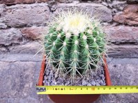 Echinocactus grusonii 15 cm, cactus, pianta grassa