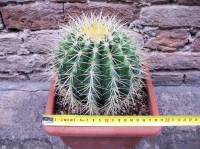 Echinocactus grusonii 20 cm, cactus, pianta grassa