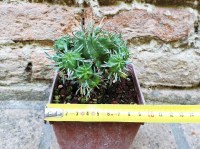 Euphorbia pillansii hybrid. 8 cm, cactus, pianta grassa