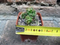 Mammillaria surculosa 4 cm, cactus, pianta grassa