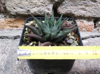 Haworthia limifolia 8 cm, cactus, pianta grassa