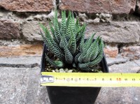 Haworthia radula caespitosa 8 cm, cactus, pianta grassa