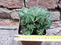 Euphorbia pillansii hybrid. 12 cm, cactus, pianta grassa