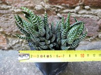 Haworthia reinwardtii caespitosa 10 cm, cactus, pianta grassa