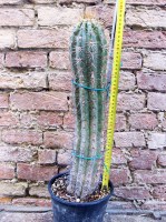 Trichocereus grandiflorus hybrid. spina lunga fiore bianco 50 cm, cactus, pianta grassa