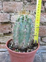 Trichocereus grandiflorus hybrid. spina lunga fiore bianco 15 cm, cactus, pianta grassa