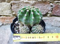 Echinopsis oxygona caespitosa hybrid. fiore fuxia 6 cm, cactus, pianta grassa