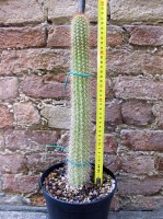 Trichocereus camarguensis 40 cm, cactus, pianta grassa