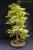 Acero palmato, Acer palmatum 100 cm, bonsai giapponese