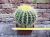 Echinocactus grusonii 25 cm, cactus, pianta grassa